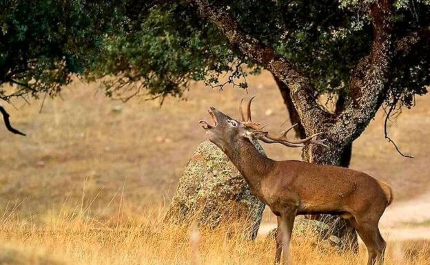 Alojamiento Rural Dehesa La Estancia Андухар Екстер'єр фото